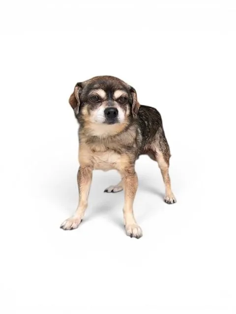 A senior medium-sized female Chihuahua dog named Phoebe for adoption in Agoura, CA