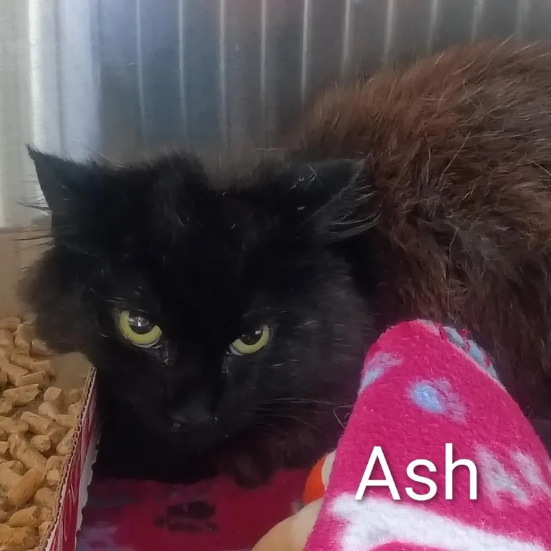 A young medium-sized male Black Domestic Short Hair cat named Ash for adoption in Knoxville, TN