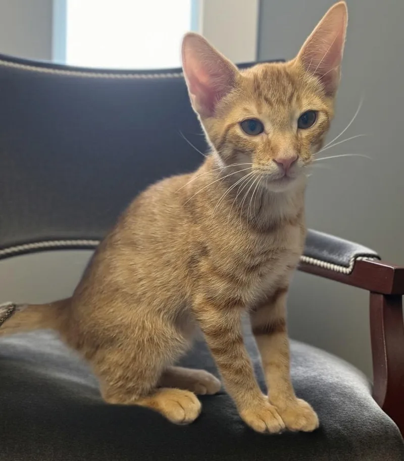A baby small-sized male Domestic Short Hair cat named RonFriendly and Social! for adoption in Fort Myers, FL