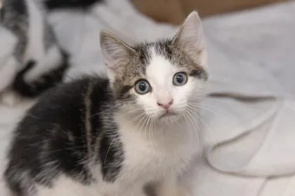 A young small-sized male Domestic Short Hair cat named B Rio for adoption in North Charleston, SC