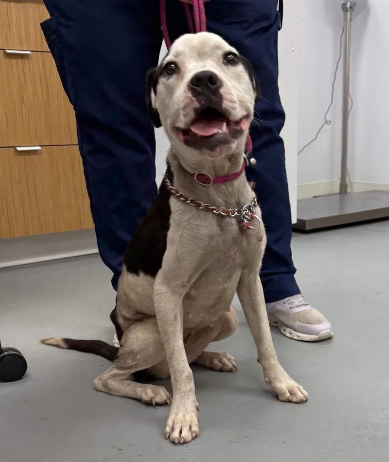 An adult medium-sized female Pit Bull Terrier dog named Gracie for adoption in Hartsville, SC