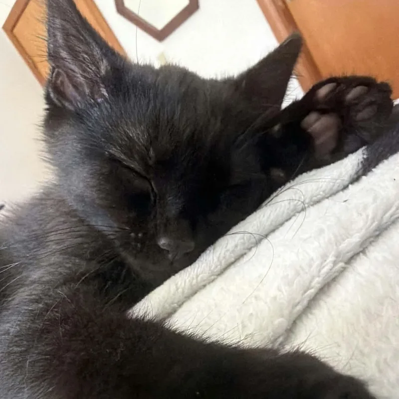 A baby small-sized female Black Domestic Short Hair cat named Andromeda for adoption in Gladstone, OR