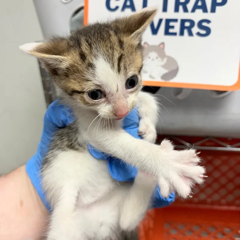 A baby small-sized male Calico Domestic Short Hair cat named Gelato for adoption in Philadelphia, PA
