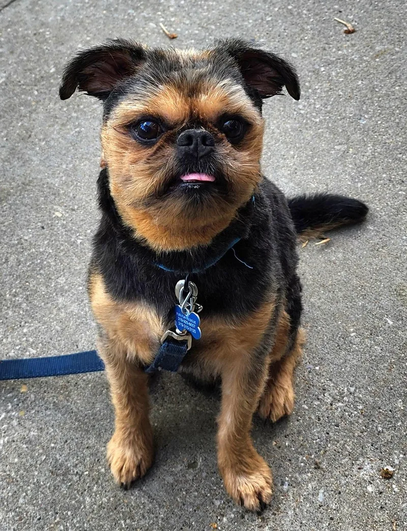 Bruno thumbnail 3