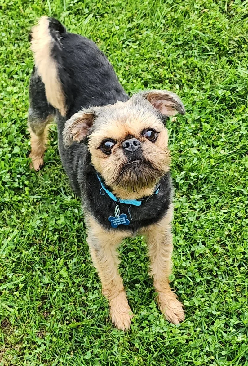 Bruno thumbnail 4