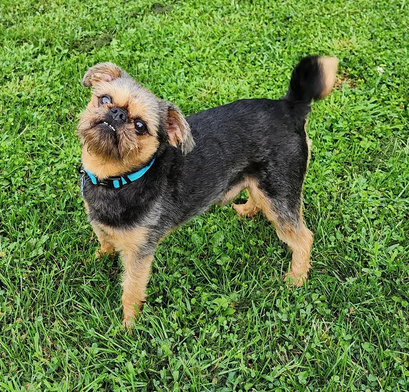 Bruno thumbnail 6