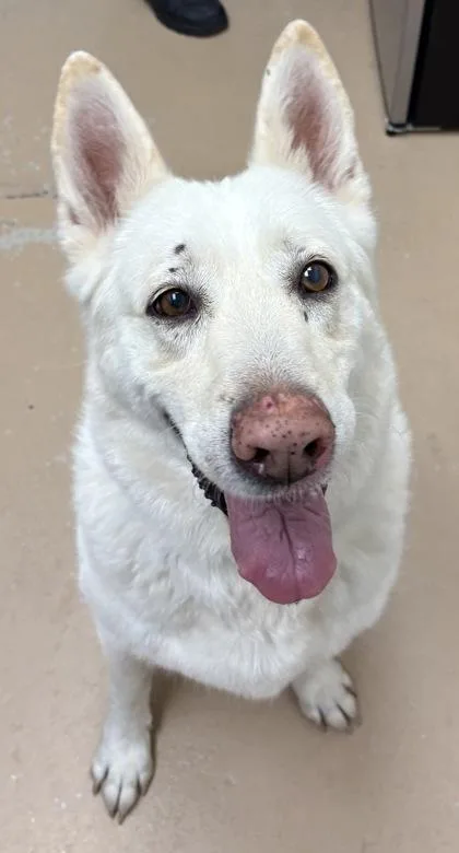 An adult large-sized female German Shepherd Dog dog named Annie for adoption in Phoenix, AZ