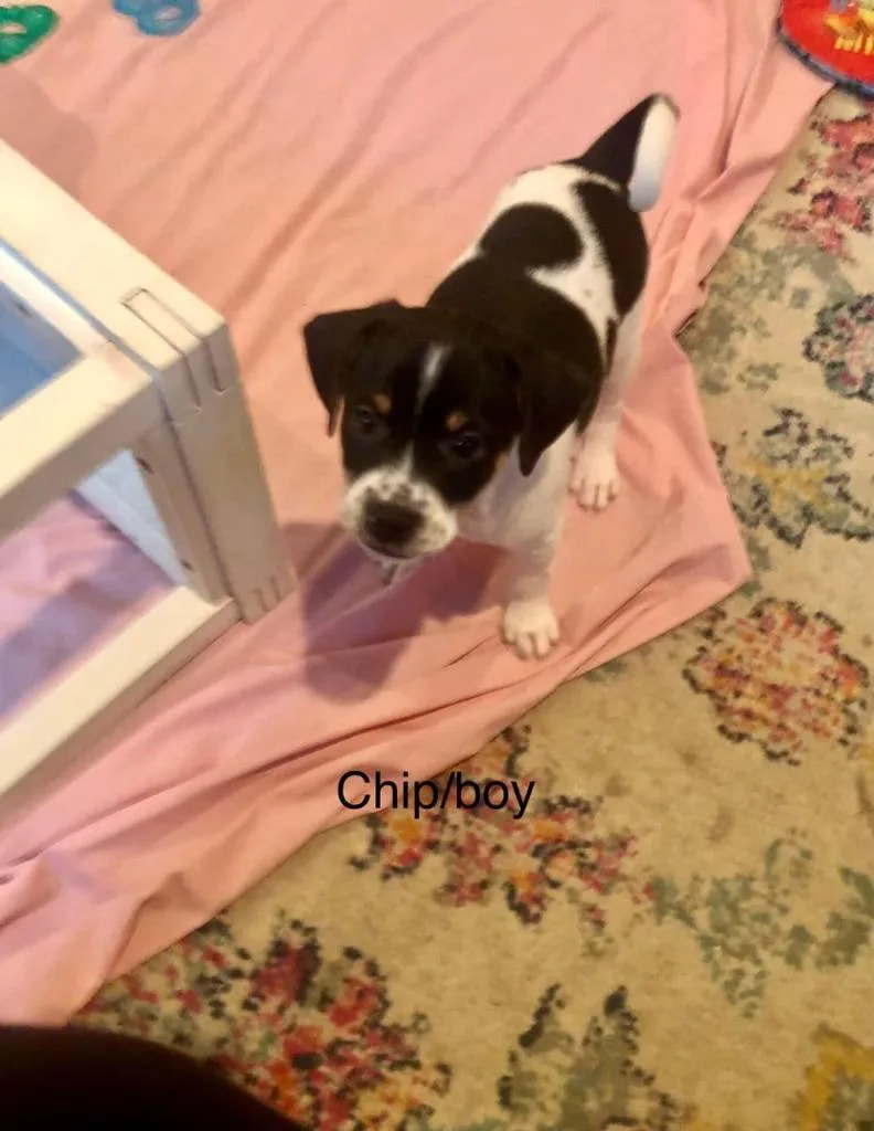 Chip