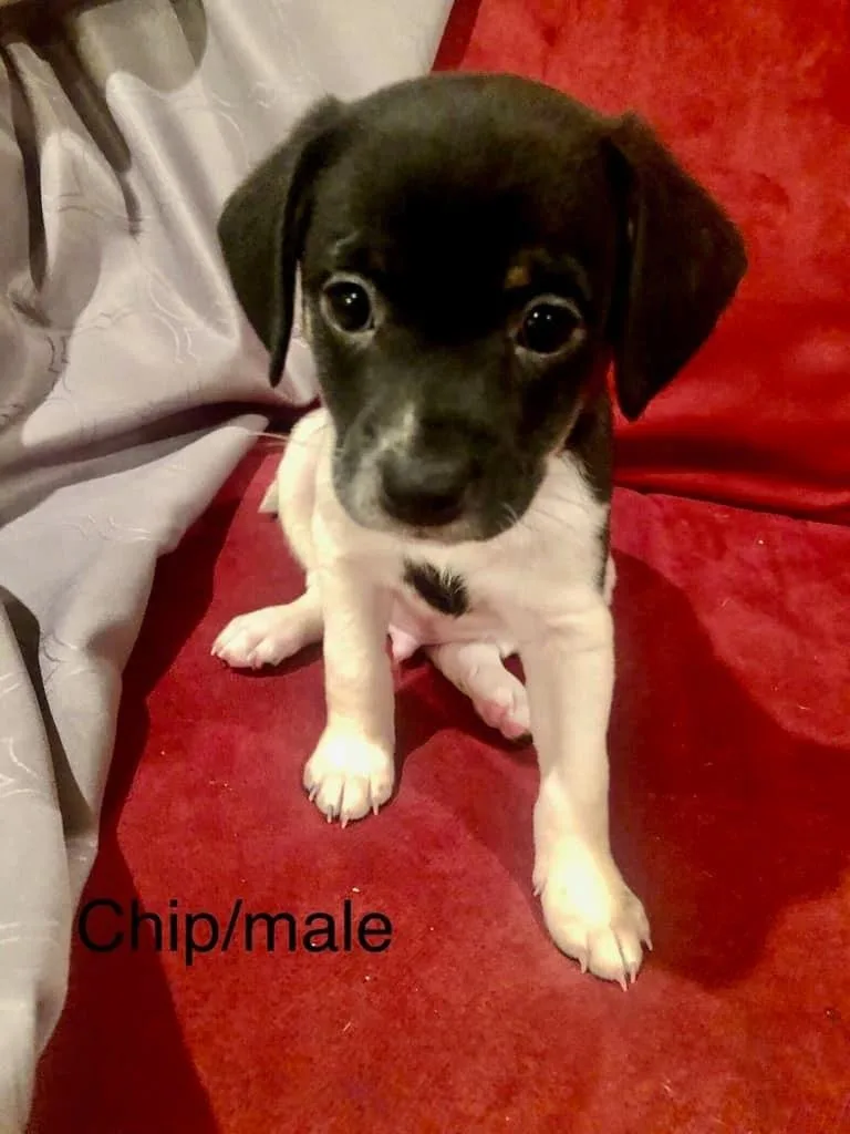 Chip thumbnail 2
