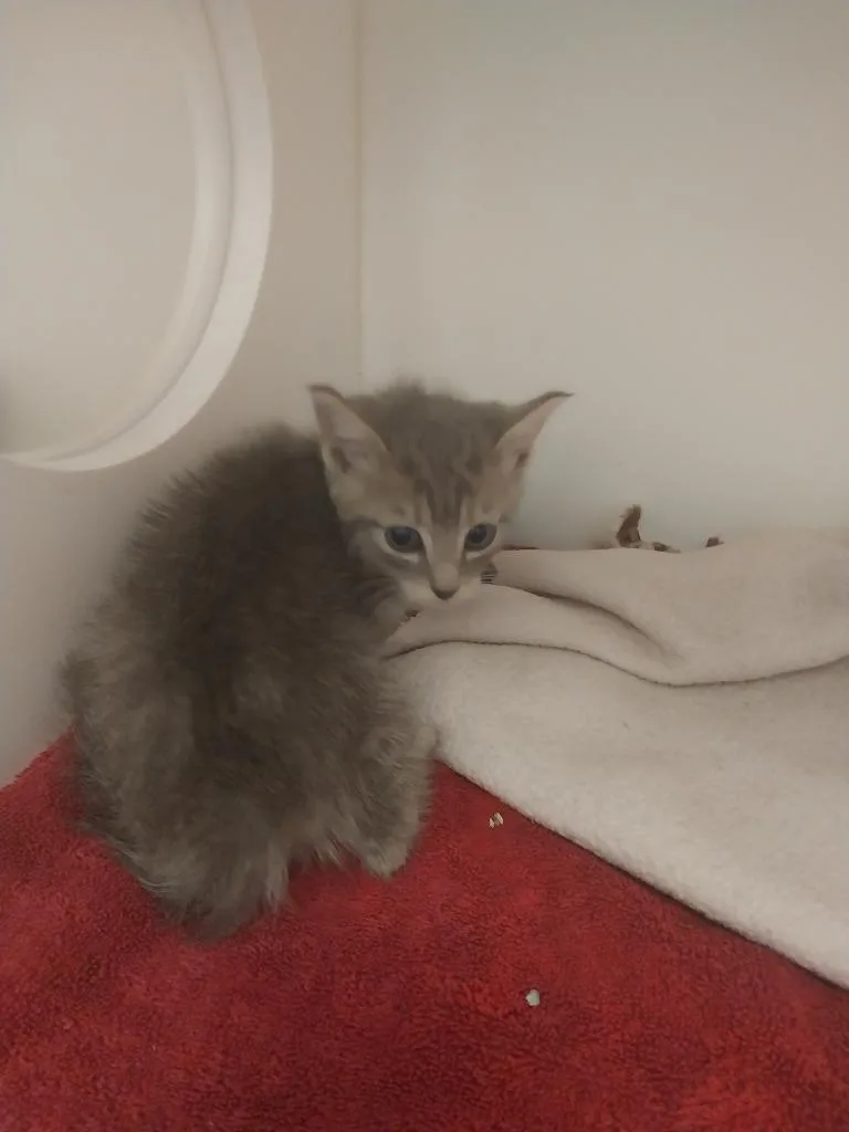 A baby small-sized male Domestic Short Hair cat named Hayes for adoption in Oxford, NC