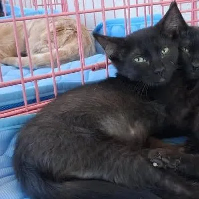 A young small-sized male Black Domestic Short Hair cat named Ozzy for adoption in Los Angeles, CA