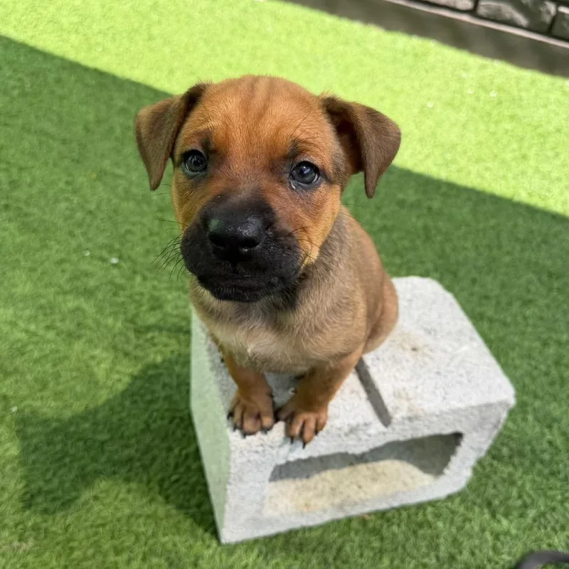 A baby small-sized male White / Cream Mixed Breed dog named Peeter for adoption in LOXAHATCHEE, FL