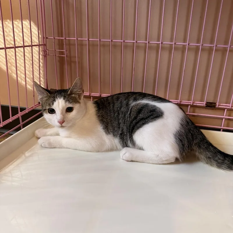A young medium-sized female Domestic Short Hair cat named Princess for adoption in Priest River, ID