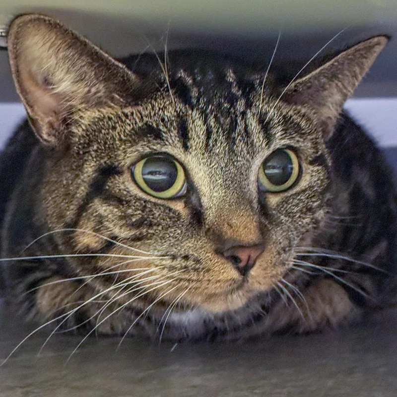An adult large-sized female Brown / Chocolate Domestic Short Hair cat named Puppy for adoption in Kennebunk, ME
