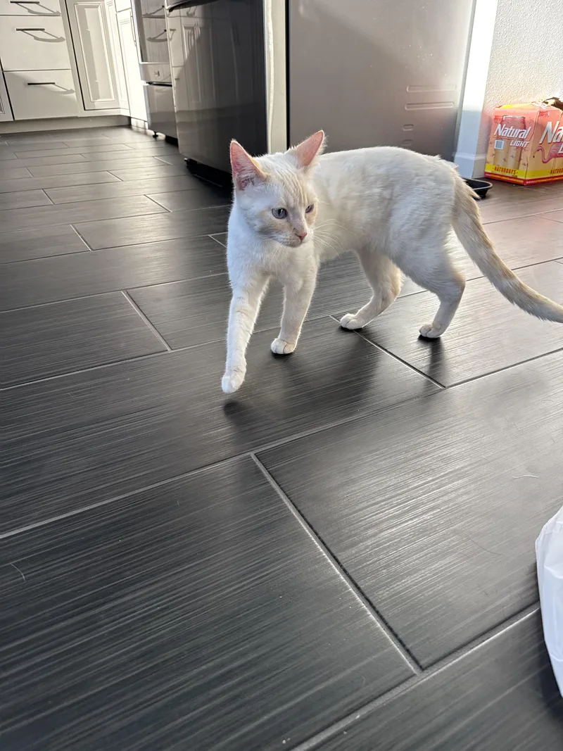 A young medium-sized female Domestic Short Hair cat named Limoncello for adoption in Crookston, MN