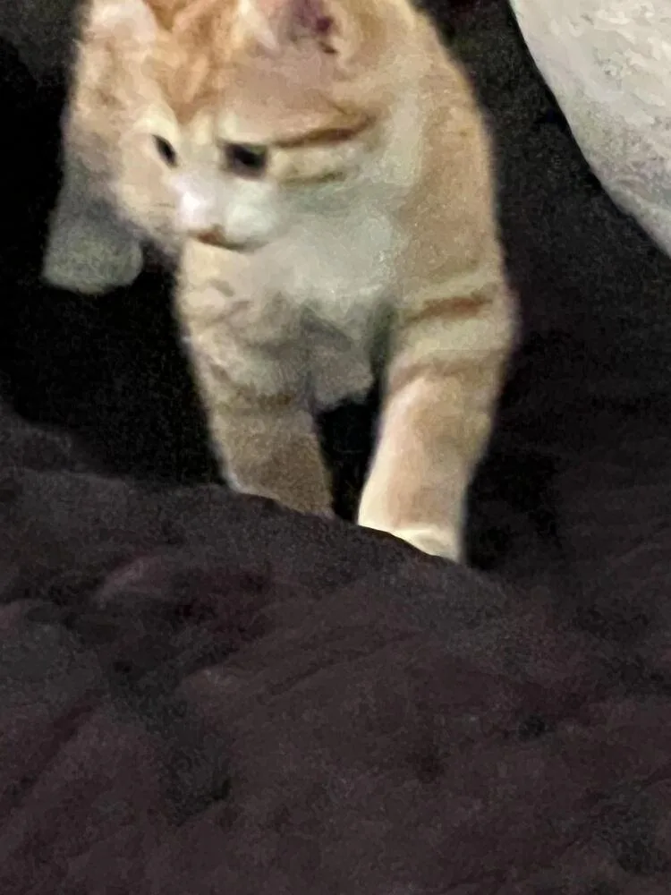 A baby small-sized female Orange & White Domestic Short Hair cat named Tammy for adoption in Lancaster, CA