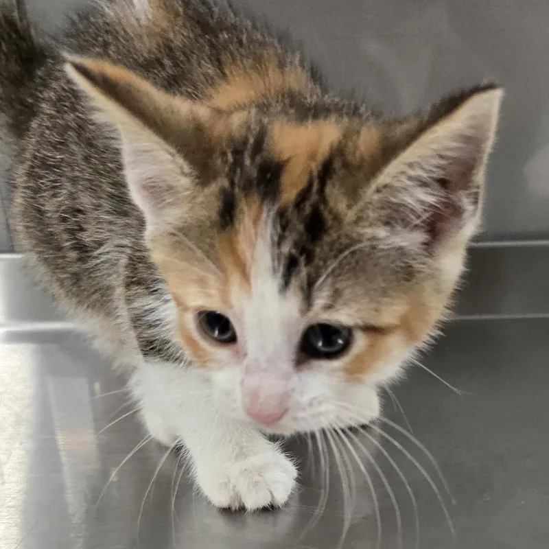 A baby small-sized female White Domestic Short Hair cat named Dopey for adoption in Washburn, MO