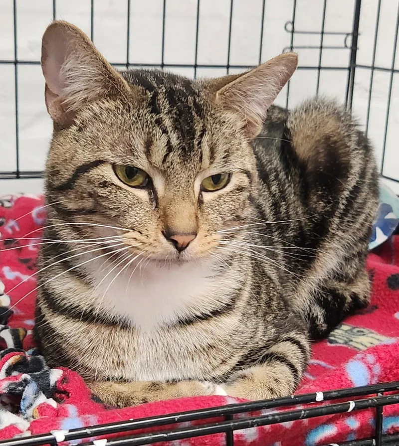 An adult medium-sized male Domestic Short Hair cat named Toby for adoption in Herndon, VA