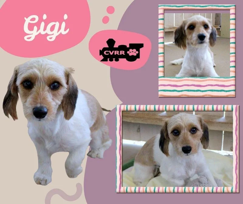Gigi