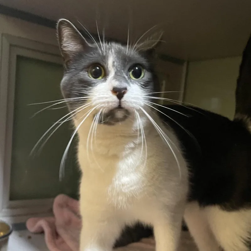 An adult medium-sized female Gray / Blue / Silver Domestic Long Hair cat named Tilly for adoption in Walden, NY