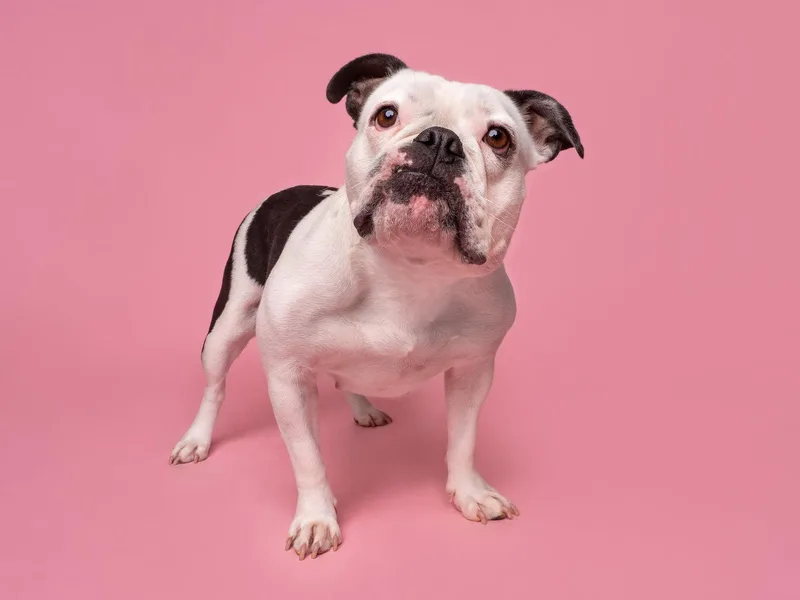 An adult medium-sized female English Bulldog dog named Donut for adoption in Palo Alto, CA