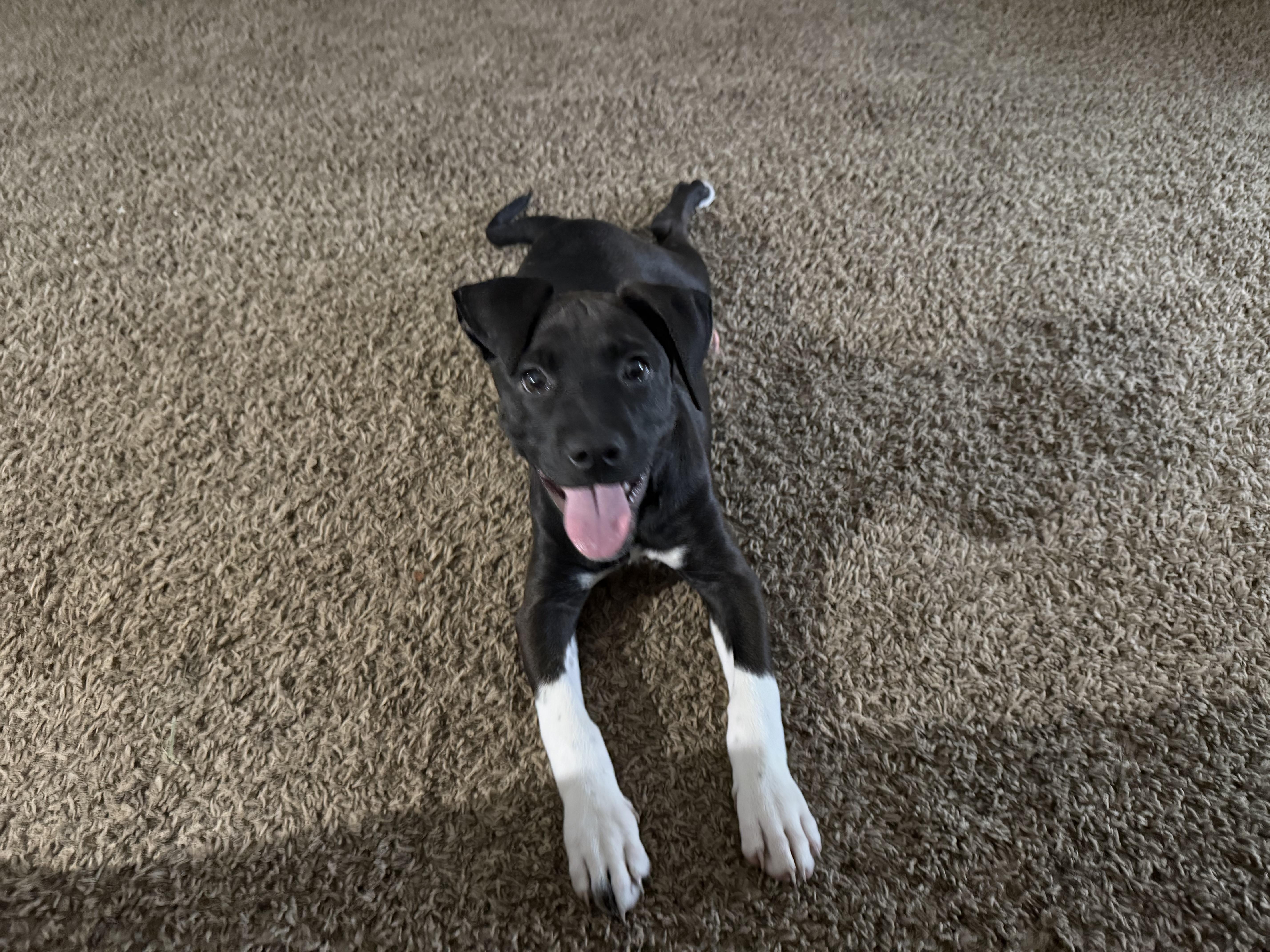 A baby medium-sized female Labrador Retriever dog named Lindy for adoption in Aurora, IL