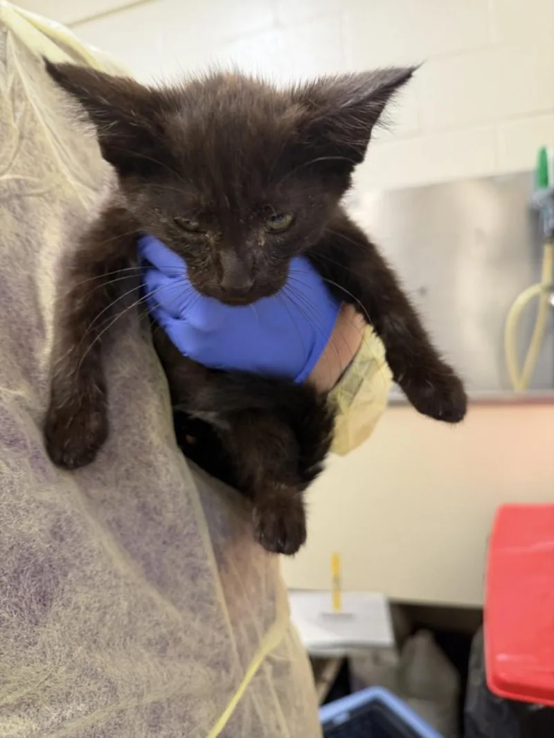 A baby small-sized male Domestic Short Hair cat named Bobinsky for adoption in Hagerstown, MD