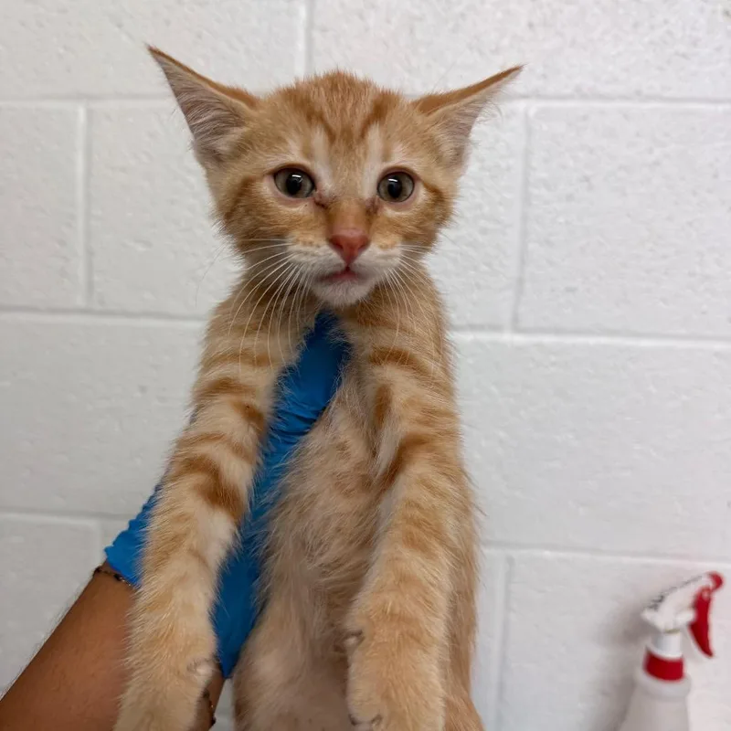 A baby small-sized male Domestic Short Hair cat named Smartie for adoption in Edinburg, TX