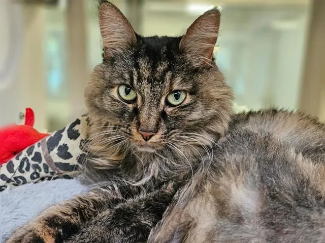 A senior small-sized female Domestic Long Hair cat named Muffin for adoption in Albuquerque, NM