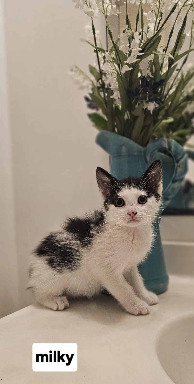 A young small-sized female Domestic Short Hair cat named Milky for adoption in Seven Valleys, PA