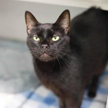 An adult small-sized male Black Domestic Short Hair cat named Circus for adoption in Atlanta, GA