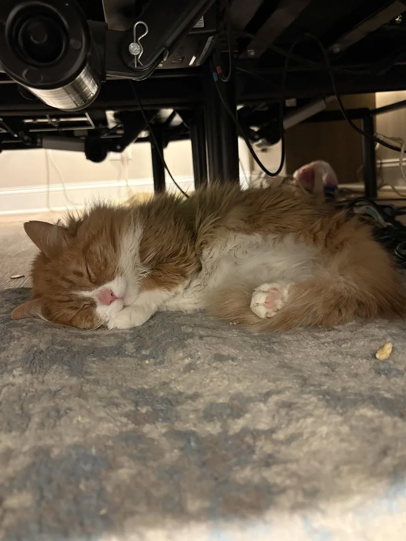 An adult medium-sized male Maine Coon cat named Baybee for adoption in Absecon, NJ