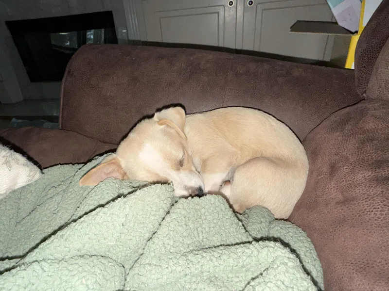 A baby small-sized male Chihuahua dog named Graham Cracker for adoption in Winder, GA