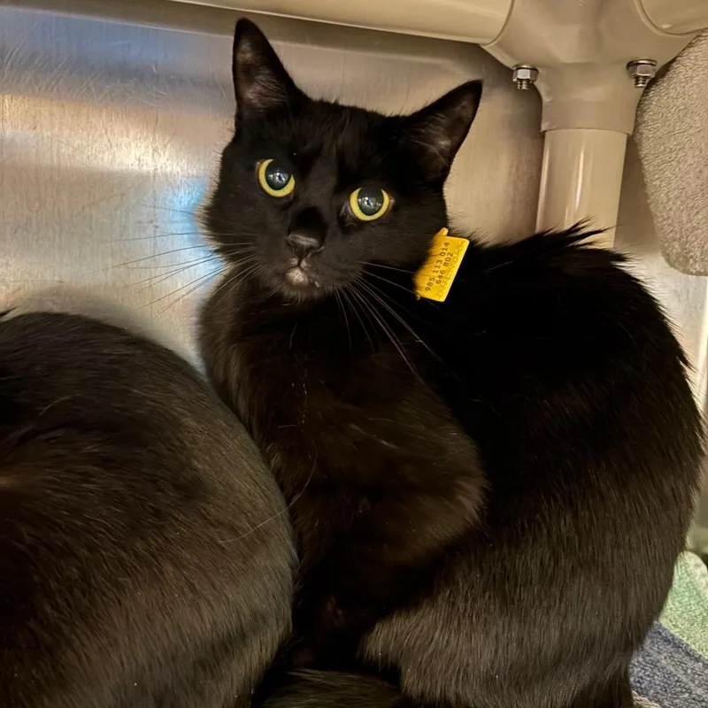An adult medium-sized female Black Domestic Short Hair cat named May for adoption in Springfield, MA