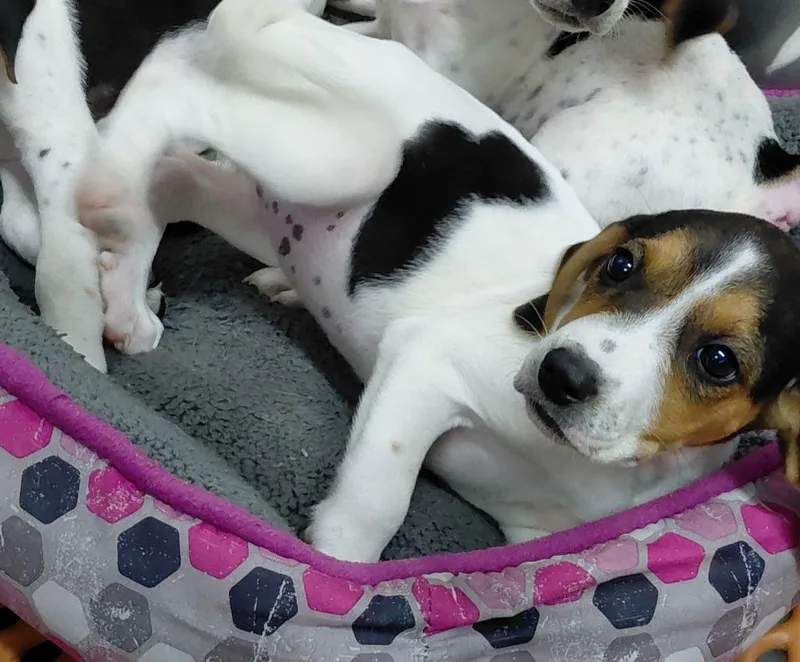 A baby small-sized female Mixed Breed dog named Mitsy for adoption in Henderson, NC