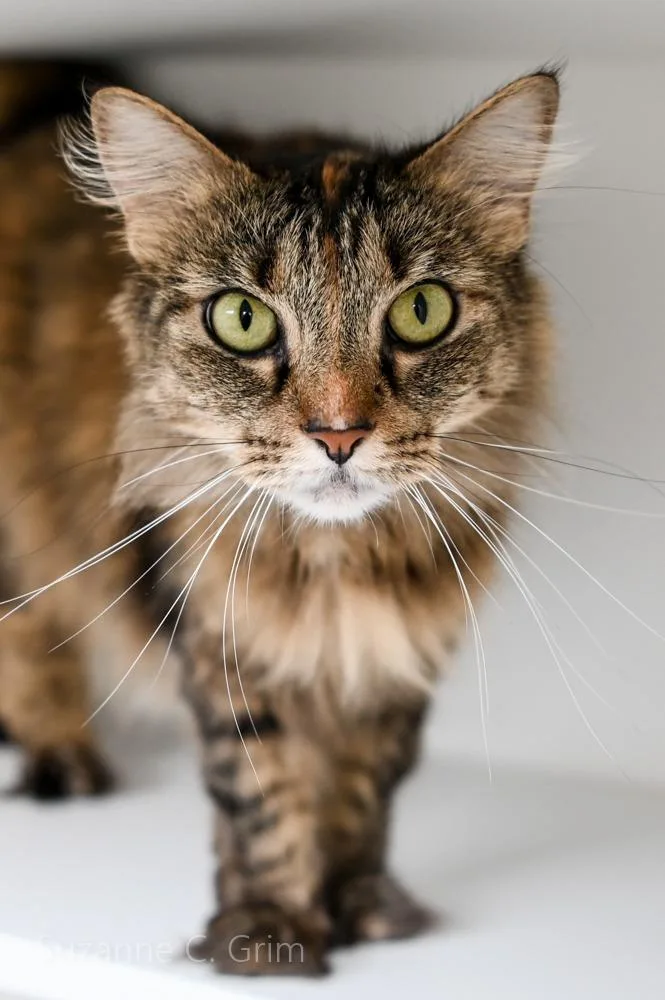 An adult medium-sized female Domestic Long Hair cat named Faye Dunaway for adoption in New Orleans, LA