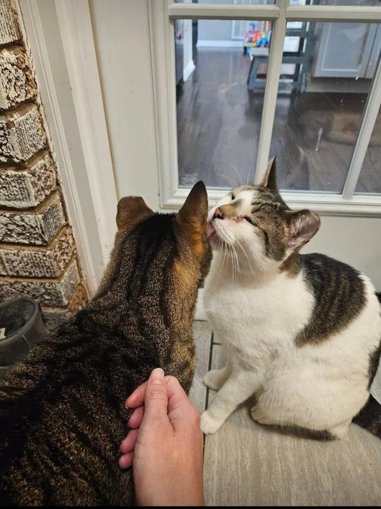 Milo And Murphy thumbnail 4