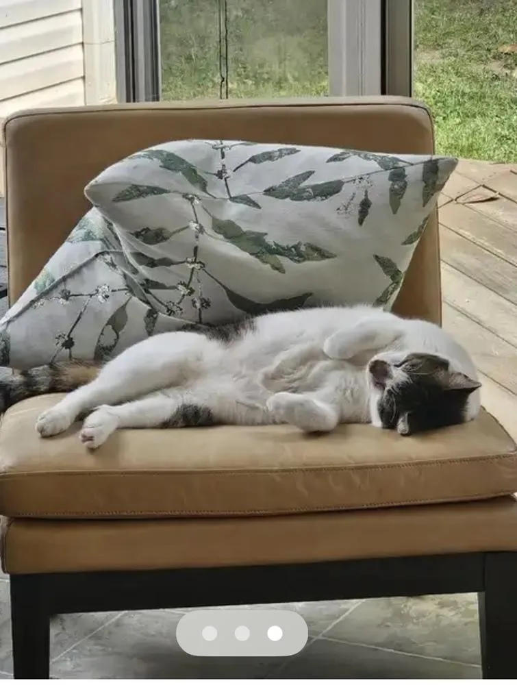 Milo And Murphy thumbnail 5