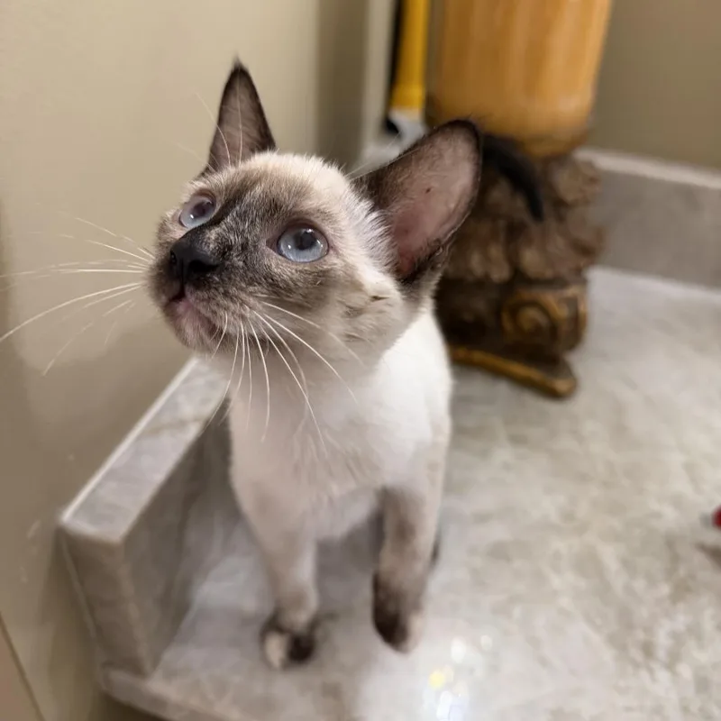 Leni