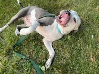An adult medium-sized female Gray / Blue / Silver Mixed Breed dog named Diamond for adoption in Lansing, MI