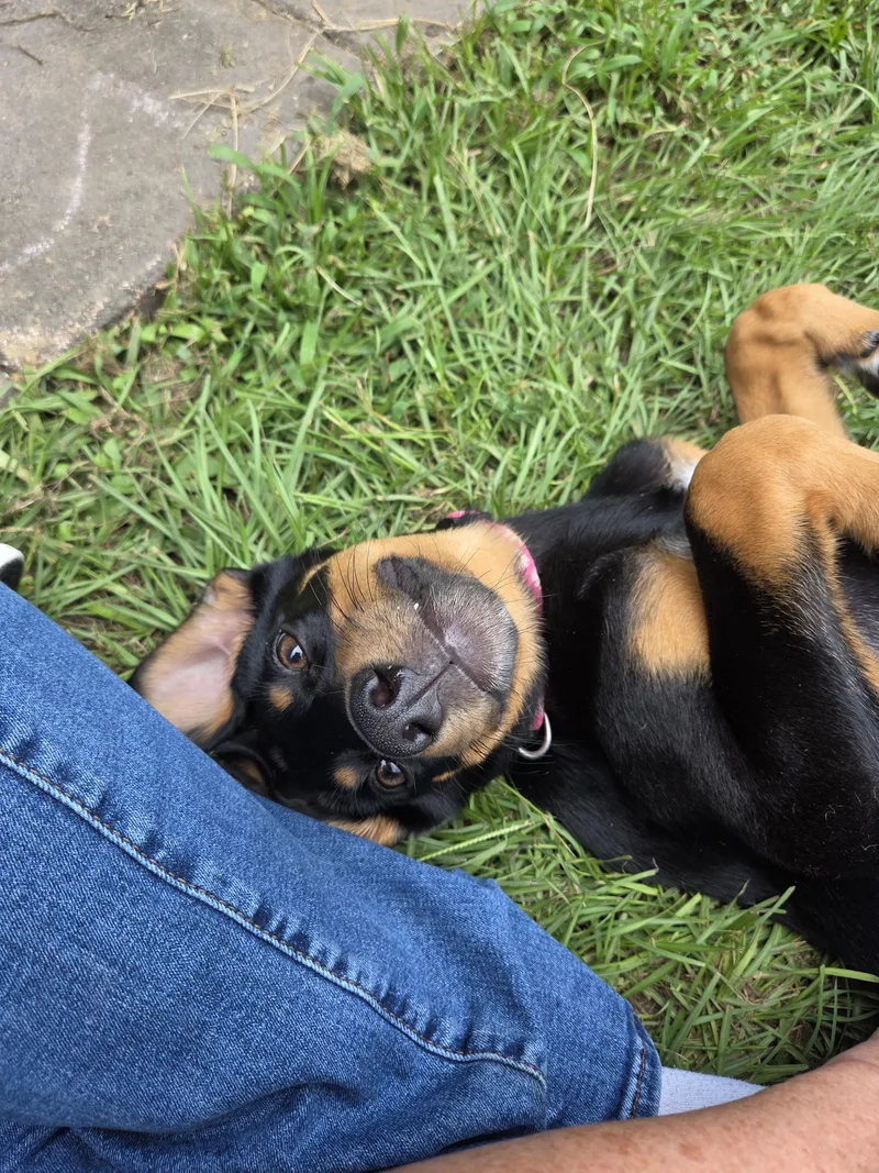 A baby medium-sized female Black Dachshund dog named Dilly for adoption in PENSACOLA, FL