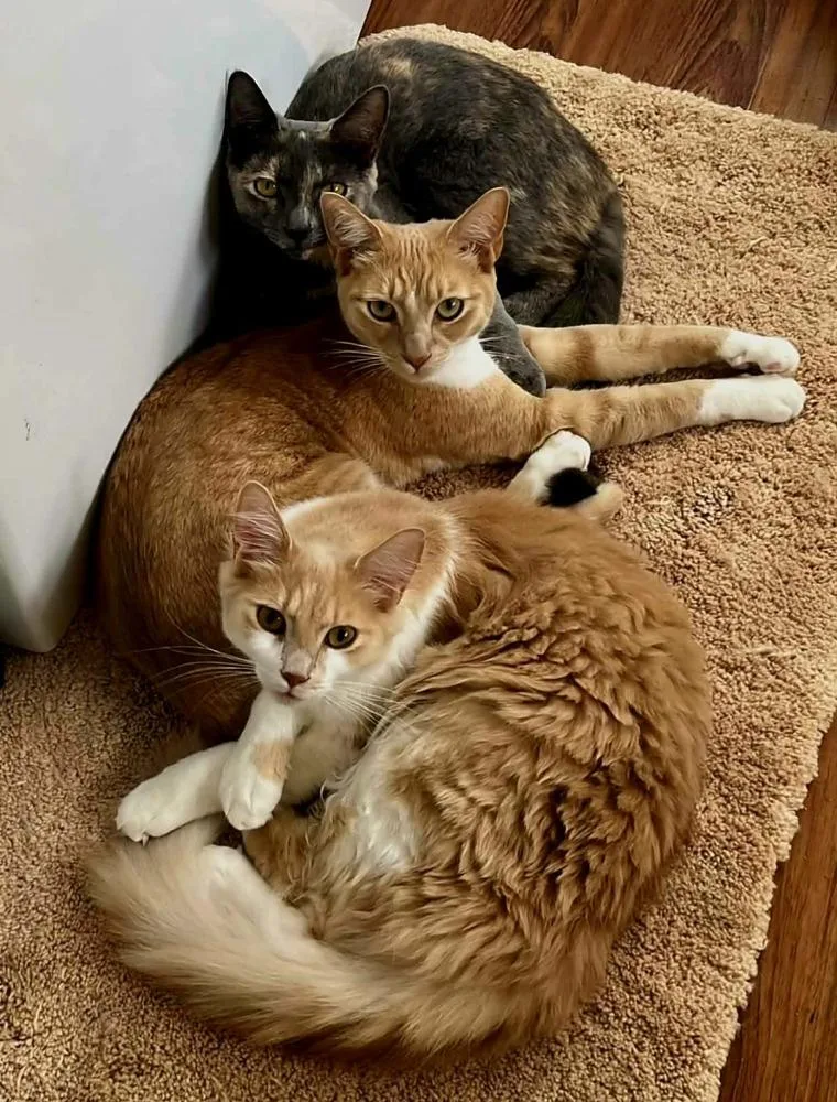 Gingersnap thumbnail 2