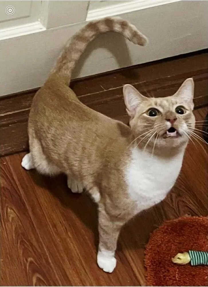 Gingersnap thumbnail 3