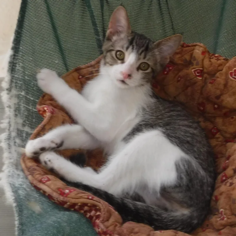A baby medium-sized male Tabby (Gray / Blue / Silver) Tabby cat named Otto  Fun and for adoption in Hoquiam, WA