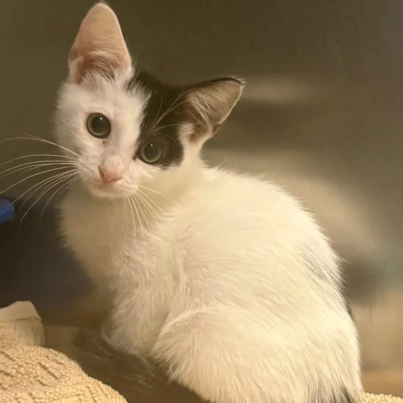 A baby small-sized male Black Domestic Short Hair cat named Kansas for adoption in East Hanover, NJ