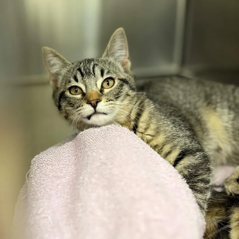 A baby small-sized female Domestic Short Hair cat named Strawberry for adoption in Spokane, WA