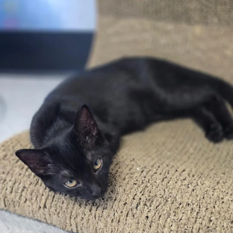 A baby small-sized female Black Domestic Short Hair cat named Mitten for adoption in Elizabeth City, NC