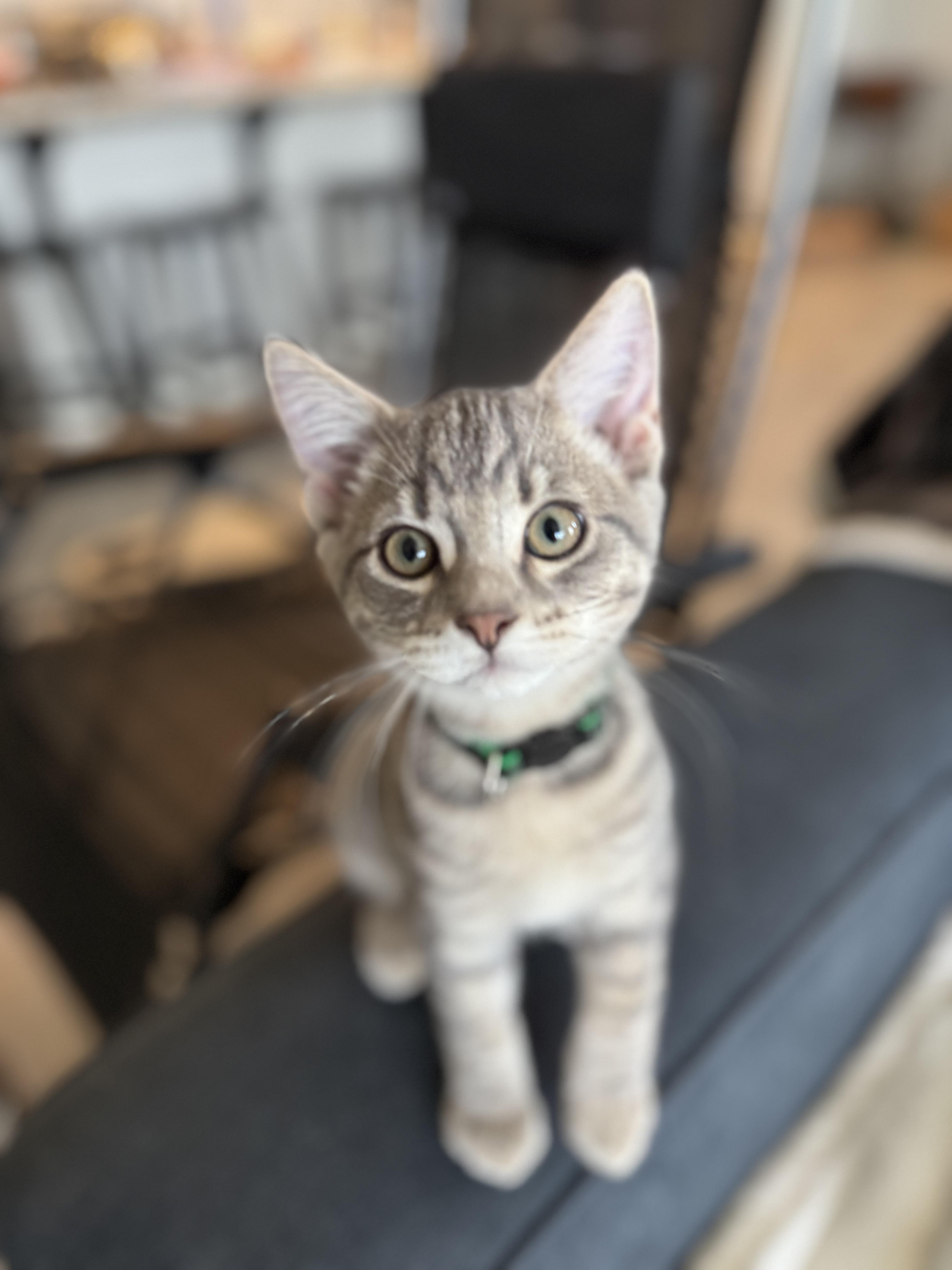 A baby medium-sized female Dilute Tortoiseshell Domestic Short Hair cat named Ambrosia for adoption in Davis, CA