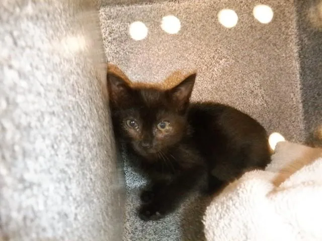 A baby small-sized female Domestic Short Hair cat named Chelley for adoption in San Jose, CA
