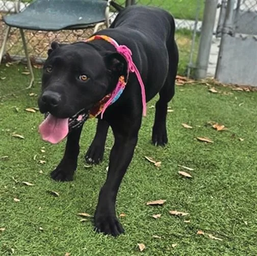 A young large-sized female Pit Bull Terrier dog named Grace for adoption in Gardena, CA